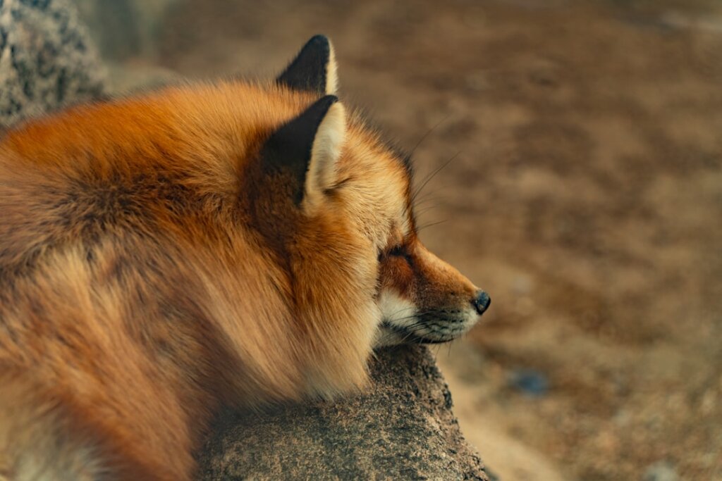 Streaming Host Producer — Fox TV Stations