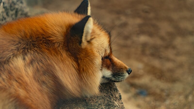 Streaming Host Producer — Fox TV Stations