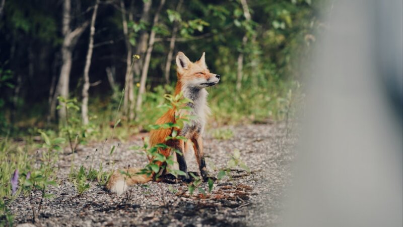 News Producer — Fox